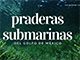 material didactico praderas submarinas